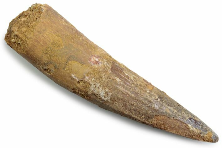 Fossil Spinosaurus Tooth - Real Dinosaur Tooth #383475